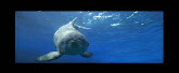 dauphin bleu code 001