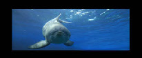 dauphins tursiops truncatus