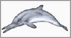 les chasses des dauphins et les spécialiste du comportement des dauphins