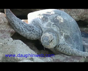 tortue marine