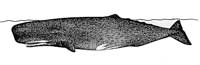 wp717d4e98.jpg