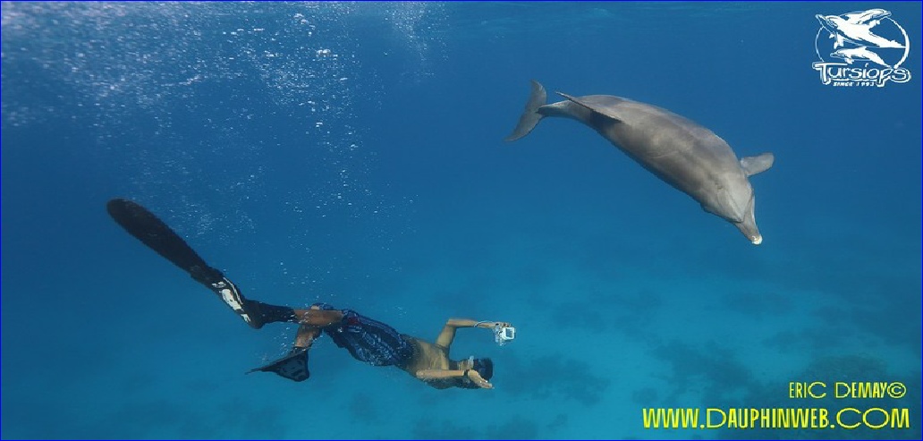 nager avec les dauphins sauvages