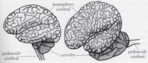 le cerveau du dauphin