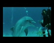 images de dauphins