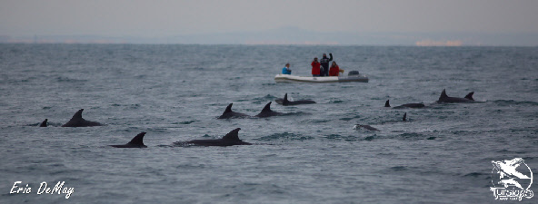 dauphins france