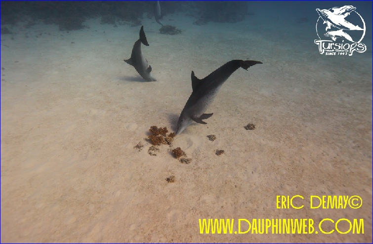 nager avec les dauphins sauvages