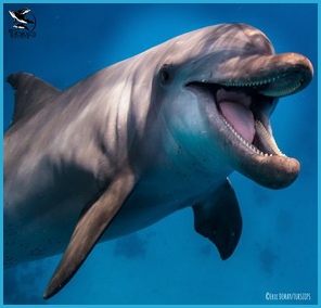 comportements des dauphins