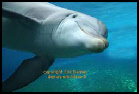 photos et vidéos de dauphins