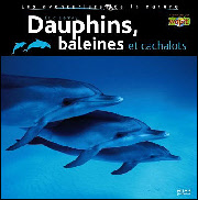 dolphin, whale and sperm whale