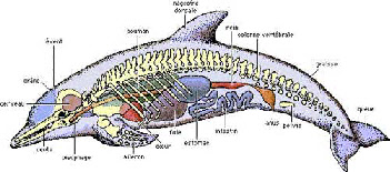 etude du dauphin