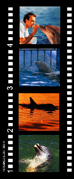 nager avec les dauphins parler aux dauphins langage des dauphins communication des dauphins homme et dauphin
