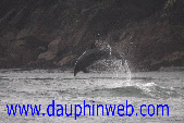 fos sur mer dauphin