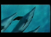 dauphins ambassadeurs