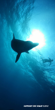 nager avec des dauphins libres et sauvages en france