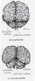dolphin brain