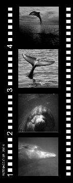 dauphin,dauphins,image, vidéo, specialiste dauphin france, dolphin,delfin, recherche, cnrs, ecole , université, dauphin, demay, eric, toulouse, delphin, cétacé, cetecean, baleine, fleeper, flipper, mer, océan, animaux, protection, association