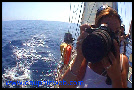 delfines, delfines, ls nadar con los delfines, los delfines hablan, se comunican con los delfines, se reúnen los delfines, delfines comunicación, fotos y videos de los delfines, las imágenes de delfines, eric demay