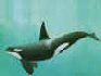 orca, killer whales and dolphins