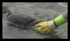 images de dauphins