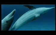 vidéos de dauphins spécialiste des dauphins en france