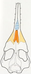 crane