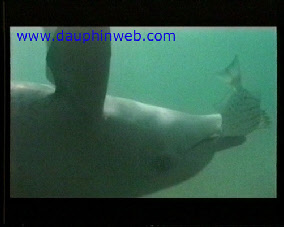 delfines