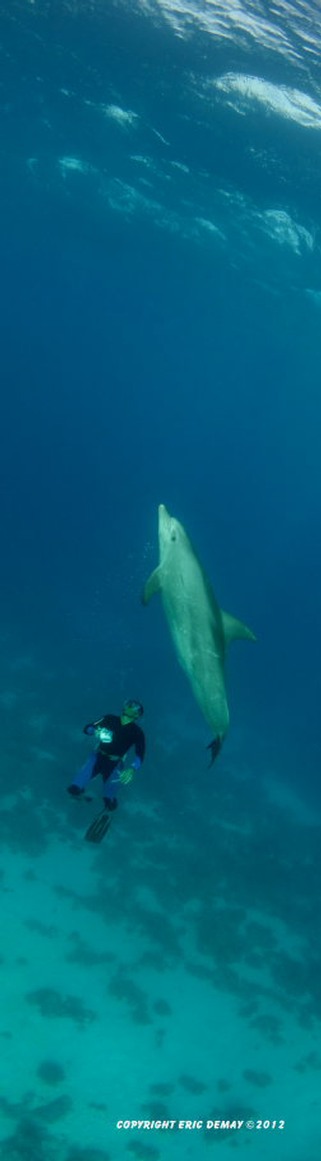 dolphin's swim stage dauphin