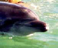 fanny le dauphin femelle à marseille, eric demay spécialiste des dauphins
