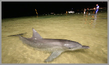 les dauphins ambassadeurs en france en australie et dans le monde specialiste des dauphins en france langage des dauphins photos de dauphins images 
