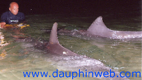 dauphin ambassadeur