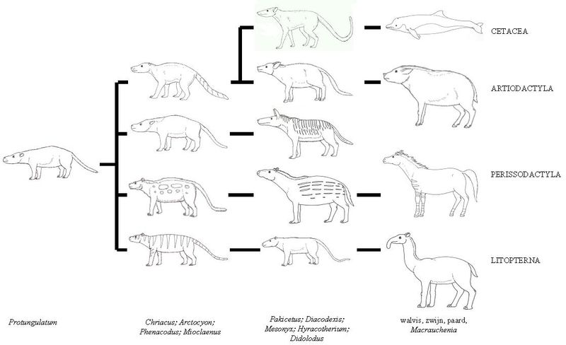 histoire des dauphins