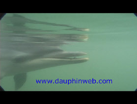 dauphin bleu et blanc