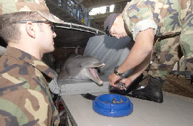 les dauphins de l'US Navy