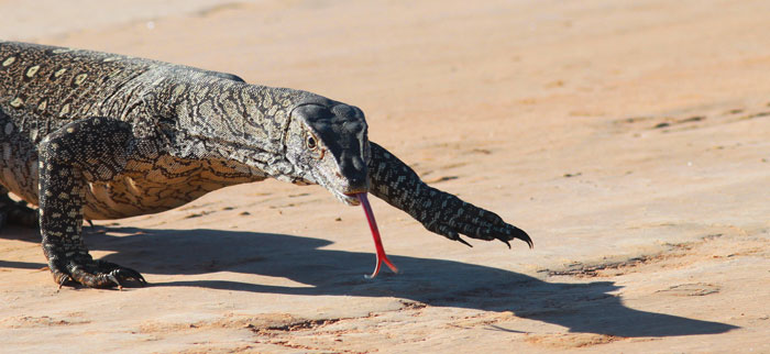 varan en australie