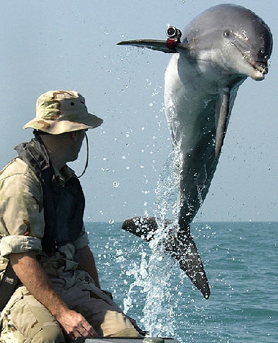 dolphin us navy