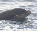 dauphins ambassadeurs