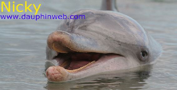 nicky the star dolphin of monkey mia in australia