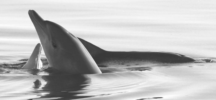 les dauphins de monkey mia en australie