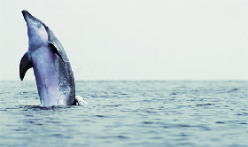 images de dauphins