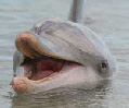 les dauphins de monkey mia en australie