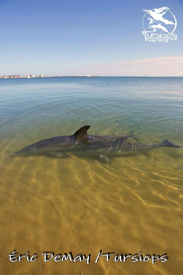 dauphins australie bunbury ambassadeur