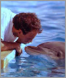 le langage des dauphins
