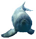 dolphin ambassador