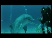 images de dauphins
