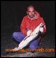 delfines, delfines, ls nadar con los delfines, los delfines hablan, se comunican con los delfines, se reúnen los delfines, delfines comunicación, fotos y videos de los delfines, las imágenes de delfines