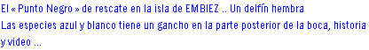delfines, delfines, ls nadar con los delfines, los delfines hablan, se comunican con los delfines, se reúnen los delfines, delfines comunicación, fotos y videos de los delfines, las imágenes de delfines