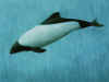 les dauphins free et libre