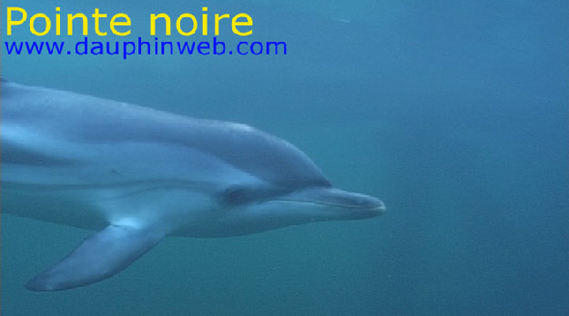 swim with dolphins