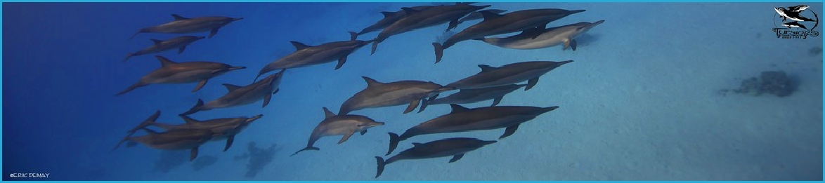 stage yoga apnée dauphin en mer rouge egypte laurence brian