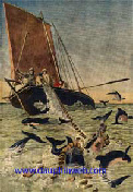 massacre de dauphins